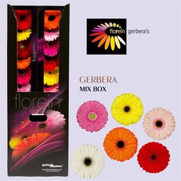 Gerbera Aqua Mixed X96 (Гербера Аква Миксед Х96) В45 Россия