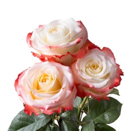 Rosa Gr Cabaret ( Кабарет ) В70 Star Roses