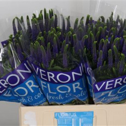 Veronica Clea Diana (Вероника Клиа Диана) В60