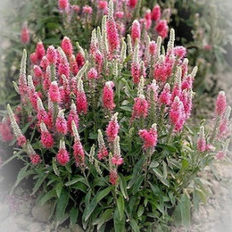 Veronica skyler pink (Вероника Скайлер пинк) В80