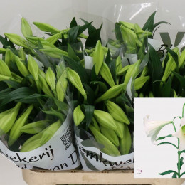 Lilium Lf White Heaven  (Лилия лф вайт Хевен) В90