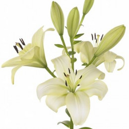 Lilium La Trebbiano (Лилия Ла Треббиано) В9045 EX