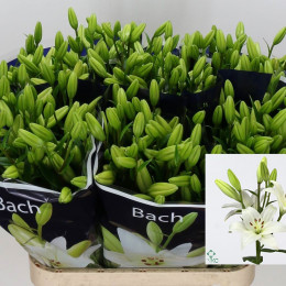 Lilium La Bach (Лилия Ла Бах) В95