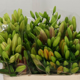 Lilium La Gem In Fust (Лилия Ла Джем Ин Фуст) В90