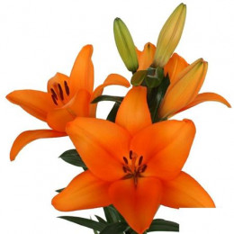 Lilium La Honesty (Лилия Ла Онести) В95