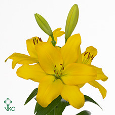 Lilium La Nashville(Лилия Ла Нэшвилл) В95