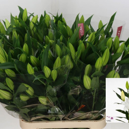Lilium Or Signum (Лилия о Сигнум) В105
