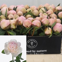 Paeonia Chiffon Parfait (Пион Шифон Парфайт) В55