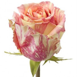 Rosa Gr Fiesta (Роза Аква) Армения В70
