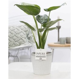 Алоказия Кукуллата Из Чистой Глины 3 Серого Цвета ( Alocasia Cucullata In Pure Clay 3 Grey ) W 12 см