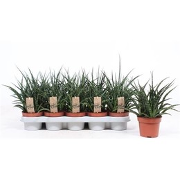 Сансевиерия Фернвуд Панк ( Sansevieria Fernwood Punk ) W 12 см H 35 см