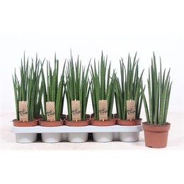 Сансевиерия Микадо ( Sansevieria Mikado ) W 12 см H 40 см