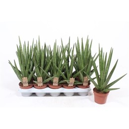 Сансевиерия Крутой Парень ( Sansevieria Tough Guy ) W 12 см H 40 см