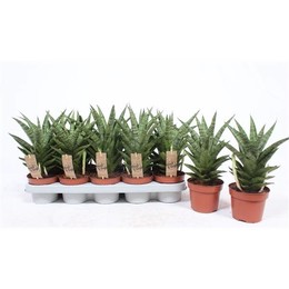 Сансевиерия Крутая Леди ( Sansevieria Tough Lady ) W 12 см H 40 см