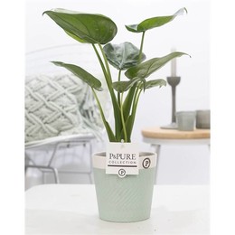 Алоказия Кукуллата В Валери 2 Керамика Зеленая ( Alocasia Cucullata In Valerie 2 Ceramics Green ) W