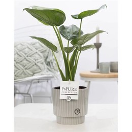 Алоказия Кукуллата В Керамике Из Плюща Зелено Серая ( Alocasia Cucullata In Ivy Ceramics Green Grey
