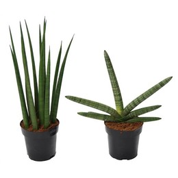 Сансевиерия Супермикс: Скайлайн-микадо ( Sansevieria Supermix: Skyline-mikado ) W 12 см H 38 см