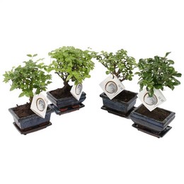 Бонсай, Смешанный В Керамике Ume 12 См С Блюдцем ( Bonsai Mixed In W12cm Ceramic With Saucer ) W 12