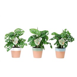 Monstera Obliqua "обезьяний лист" в керамике Роми ( Monstera Obliqua 'monkey Leaf' In ceramics Romy