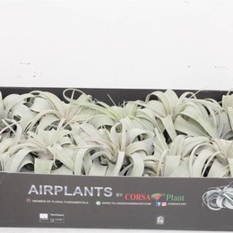 Тилландсия Ксерографическая X10 ( Tillandsia Xerographica X10 ) W 12 см H 12 см