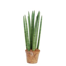 Сансевиерия Цилиндрическая 'спагетти' Шанс природы ( Sansevieria Cylindrica 'spaghetti' Nature's Cha