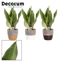 Сансевиерия Самогонная 12 см в Техасе (прикосновение камня- ( Sansevieria Moonshine 12 Cm In Texas (
