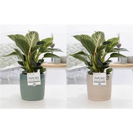 Филодендрон Белая Волна В Заднице Tess Ceramics.2 ( Philodendron White Wave In Tess Ceramics Ass.2 )