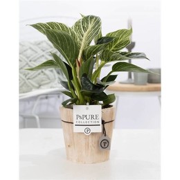 Филодендрон Белая Волна Из Чистого Дерева 5 ( Philodendron White Wave In Pure Wood 5 ) W 12 см H 35