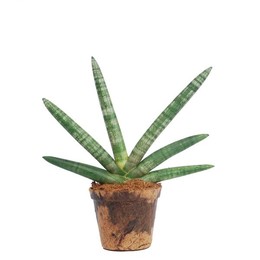 Sansevieria Cylindrica 'skyline' Природа Шанс Ко ( Sansevieria Cylindrica 'skyline' Natures Chance K