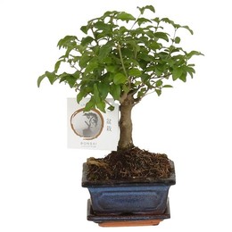 Бонсай ' лигуструм Син. 12см Керамический Шарик Shap ( Bonsai 'ligustrum Sin.' In W12cm Ceramic Ball