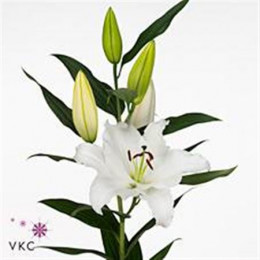 Lilium Or Signum (Лилия о Сигнум) В100