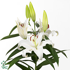 Lilium Or Universe (Лилия о Юниверс) В105