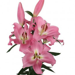 Lilium Or Tabledance (Лилия о Табледенс) В95