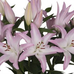 Lilium Or Willeke Alberti (Лилия о Виллек Альберти) В105