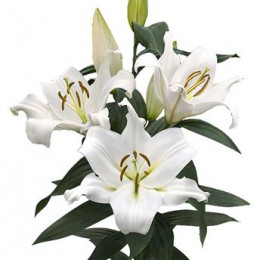 Lilium Or Zambesi (Лилия о Замбези) В105