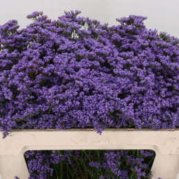 Limonium Maine Blue (Лимониум Майн Блу) В80