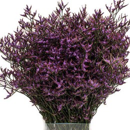 Limonium Saf Dark Blue (Лимониум Саф Дарк Блу) В80