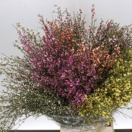 Limonium MIX (Лимониум Микс) В70