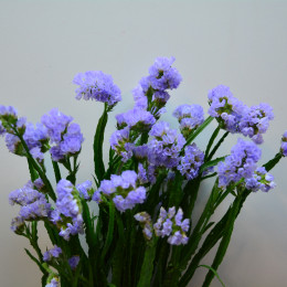 Limonium S Donau Birds (Лимониум Статица Дона Бердс) В65