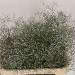 Limonium Beltlaard (Лимониум Белтлард) В90
