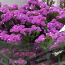 Limonium Statice Navy Sun Birds (Лимониум Статица Наву Сан Бердс) В70