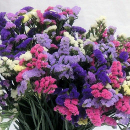 Limonium Statice Mix (Лимониум Статица Микс)В80