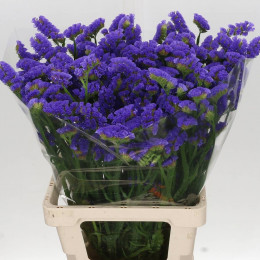 Limonium S Velvet Wings (Лимониум Статица Вельвет Вингс) В70