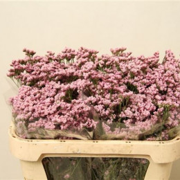 Limonium Silver Pink (Лимониум Сильвер Пинк) В80