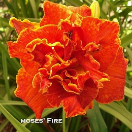 Лилейник гибридный Moses Fire (Мозес Файер)