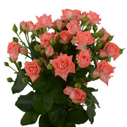 Rosa Tr. Barbados ( Спрей Барбадос ) В60 ROSE HILL