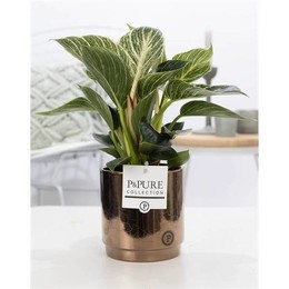 Филодендрон Белая Волна В Золоте Juliette Ceramics/ ( Philodendron White Wave In Juliette Ceramics G