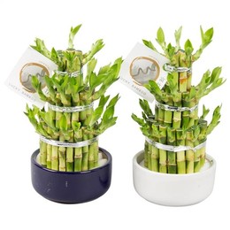 Счастливый бамбуковый круг 3 размера в керамике Ume 12 см ( Lucky Bamboo Round 3big In W12cm Ceramic