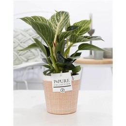 Филодендрон Белая Волна В Терракоте 3 ( Philodendron White Wave In Terra Cotta 3 ) W 12 см H 35 см
