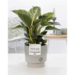 Филодендрон Белая Волна В Керамике Из Плюща Зеленого Цвета ( Philodendron White Wave In Ivy Ceramics